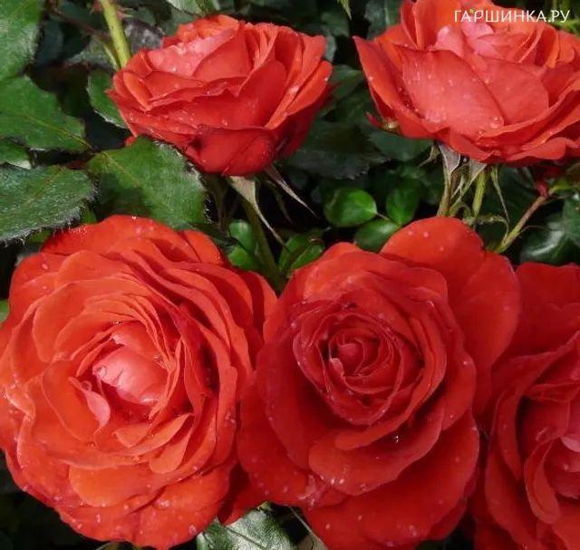 Роза Роберт Уинстон флорибунда, Харкнесс (лиц)