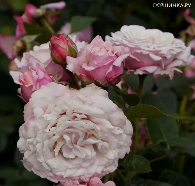 Роза Розенфасцинацион флорибунда, Кордес (лиц)