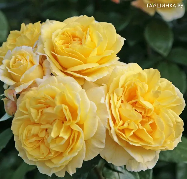 Роза Санстар/Габриэле Гебауэр, Кордес (лиц)