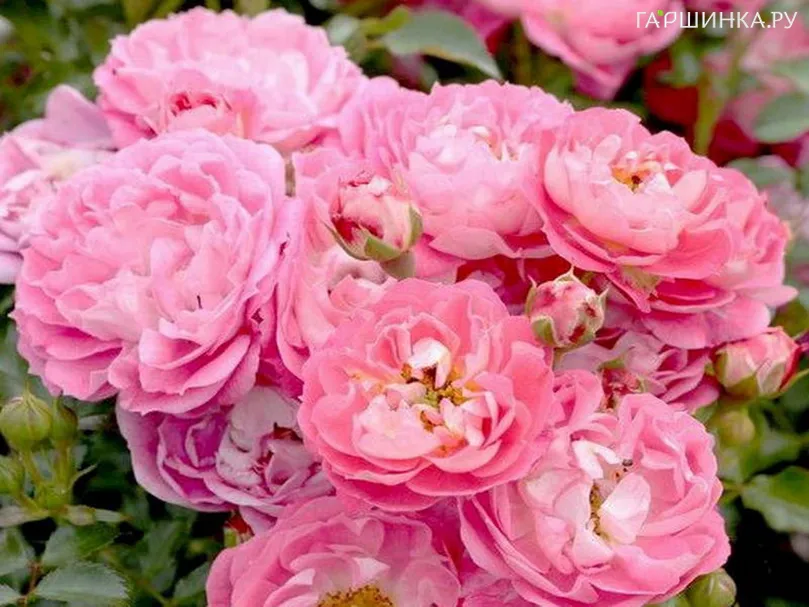 Роза Шармант, Кордес (лиц)