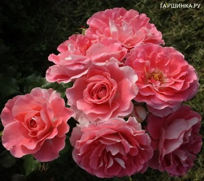 Роза Селин Дельбар, Дельбар (лиц)