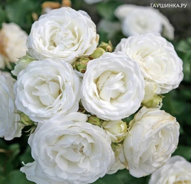 Роза Шнеекюшен, Кордес (лиц)