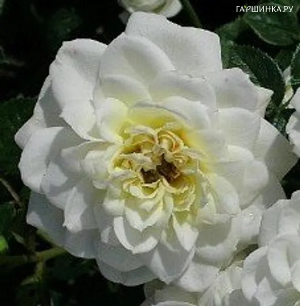 Роза Сноу Кап, Харкнесс (лиц)