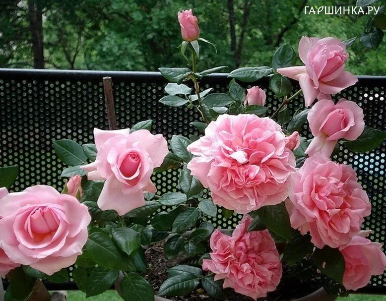 Роза Шокинг Пинк, Дорье (лиц)