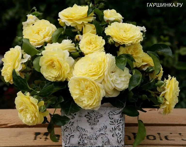 Роза Солеро флорибунда, Топалович (лиц)