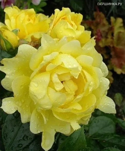 Роза Сплендид Раффлс, Интерплант (лиц)