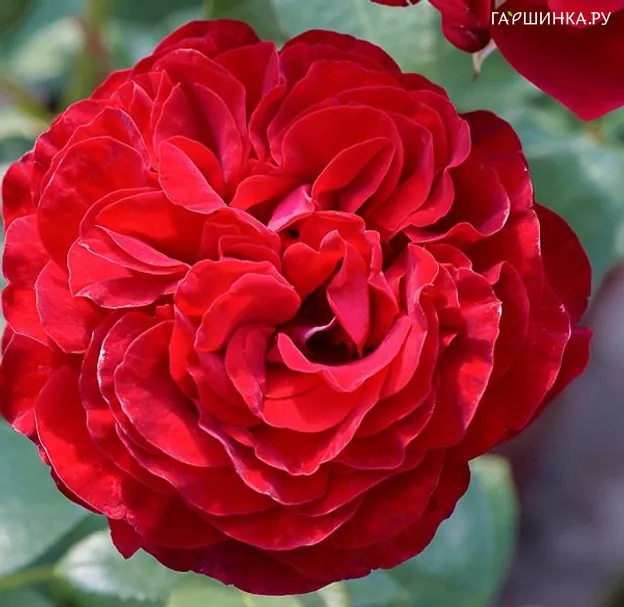 Роза Реднесс чайно-гибридная Imperial Rose