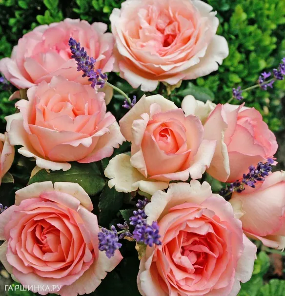 Роза Сувенир Де Баден-Баден, Кордес (лиц)