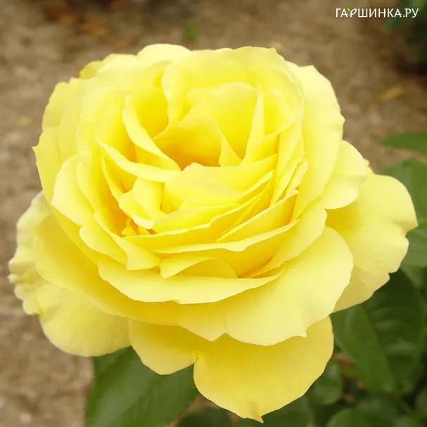 Роза Сувенир де Марсель Пруст, Дельбар (лиц)