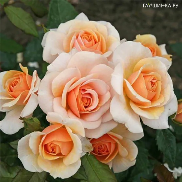 Роза Свит Хани, Кордес (лиц)