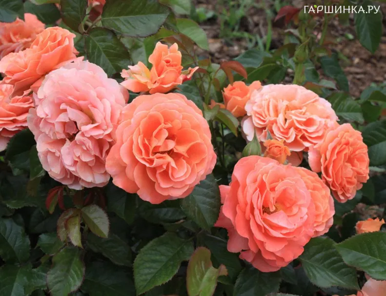 Роза Таттон, Фрайер (лиц)