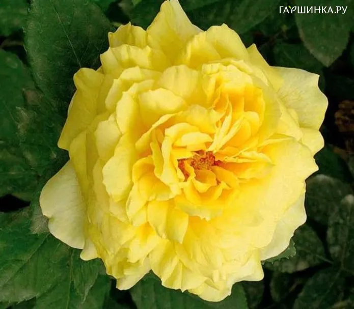 Роза Тулуз/Лотрек, Мейян (лиц)