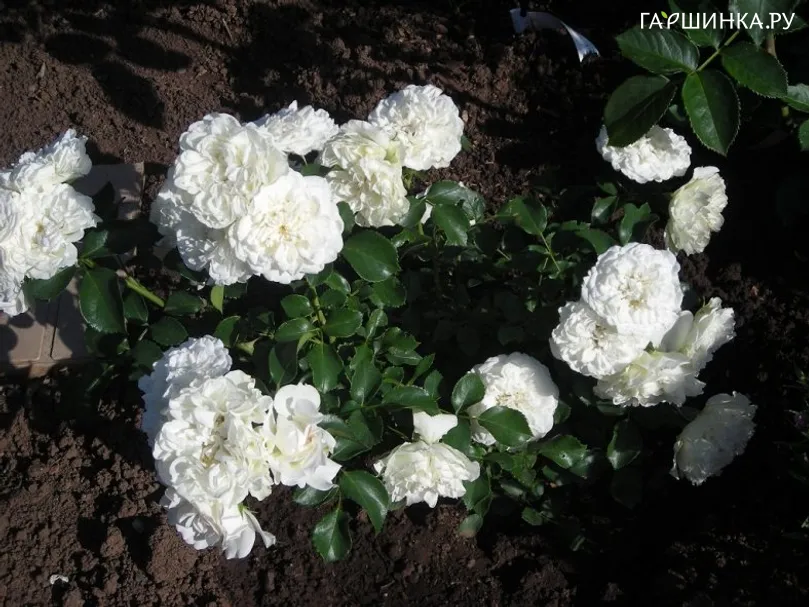 Роза Вайт Джем миниатюрная, Imperial Rose