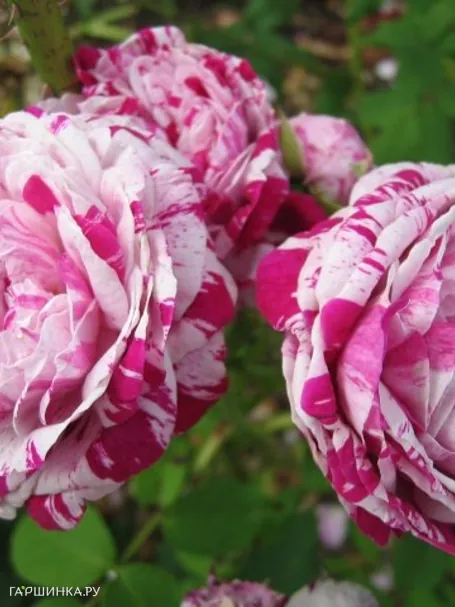 Роза Вариегата Ди Болонья бурбонская, Кордес (лиц)