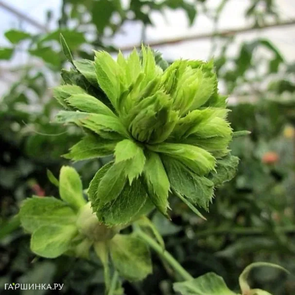 Роза Виридифлора, Кордес (лиц)