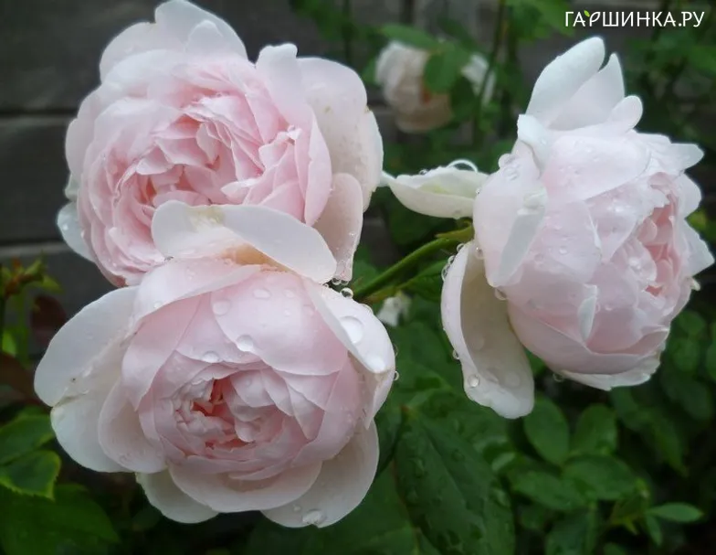 Роза Виши, Дельбар (лиц)