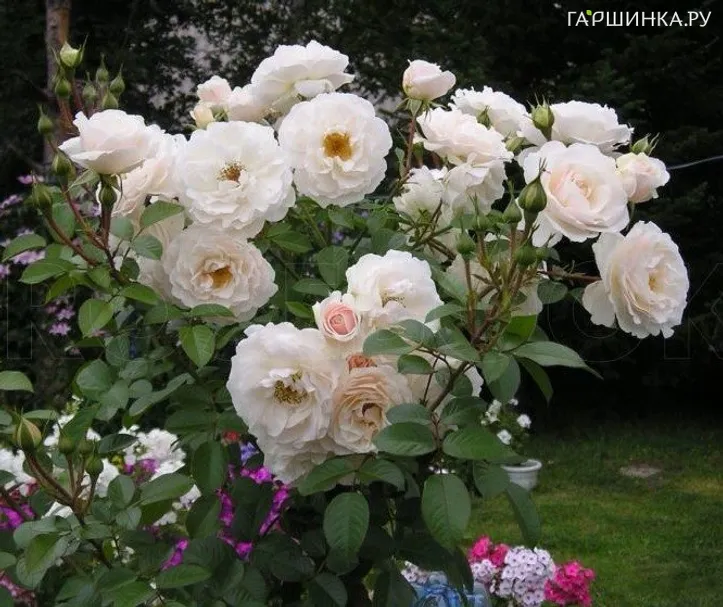 Роза Вайс Вольке, Кордес (лиц)