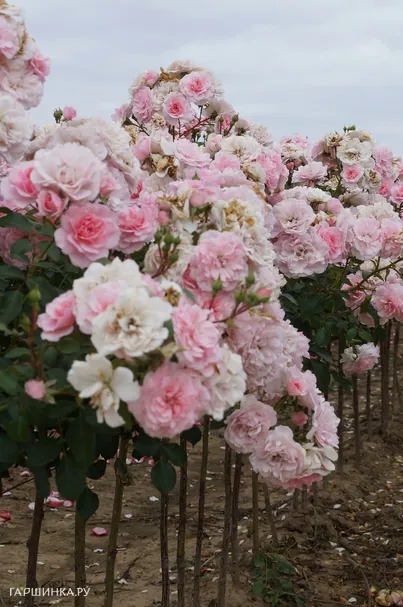 Роза Фейри на штамбе 90см