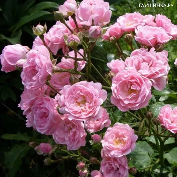 Роза Фейри почвопокровная, Imperial Rose