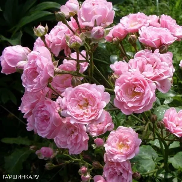 Роза Фейри почвопокровная, Imperial Rose