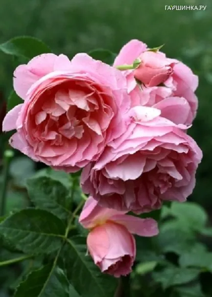 Роза Делия, Гийо (лиц)