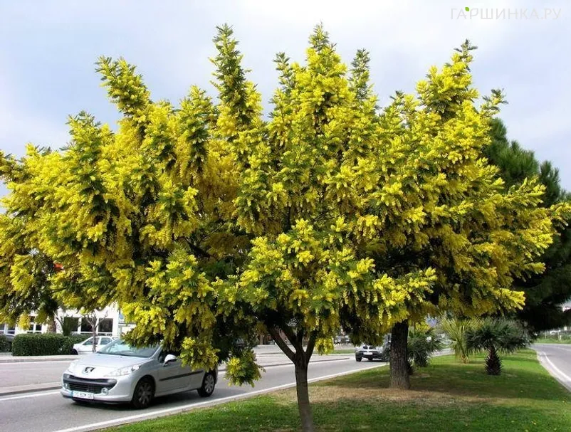 Акация древовидная