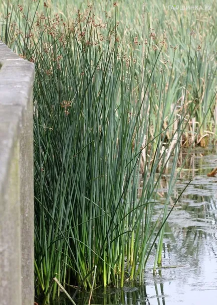 Камыш озерный