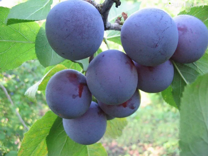 Слива Яичная Синяя