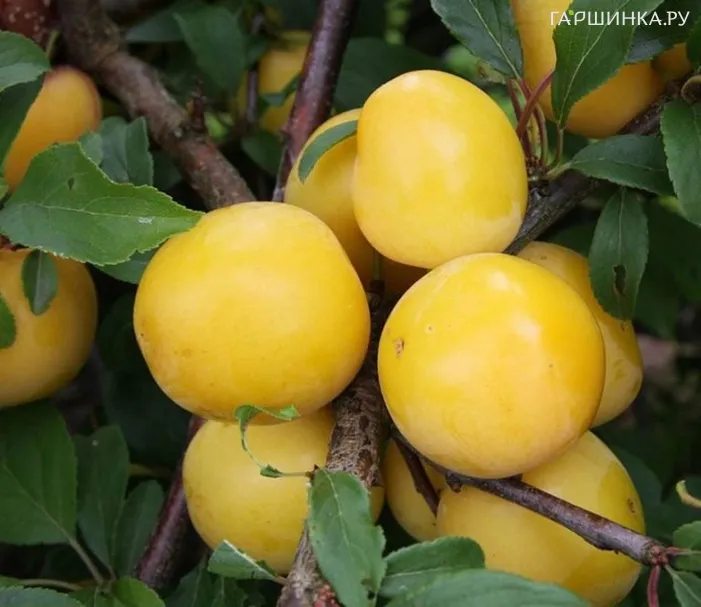 Слива Яичная Желтая