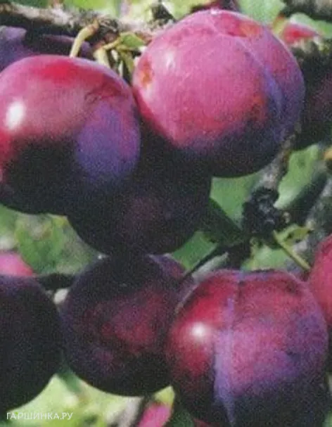 Слива Ренклод Теньковский