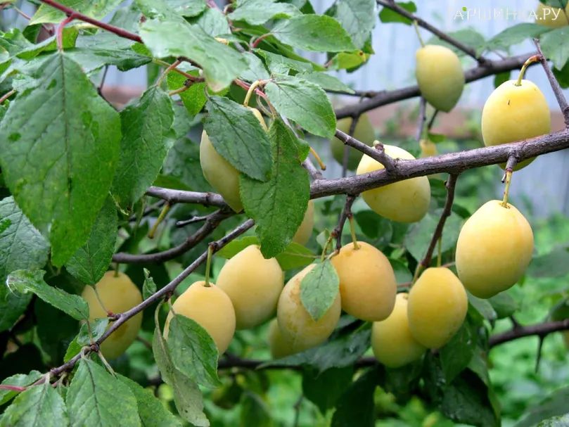 Слива Желтая поздняя