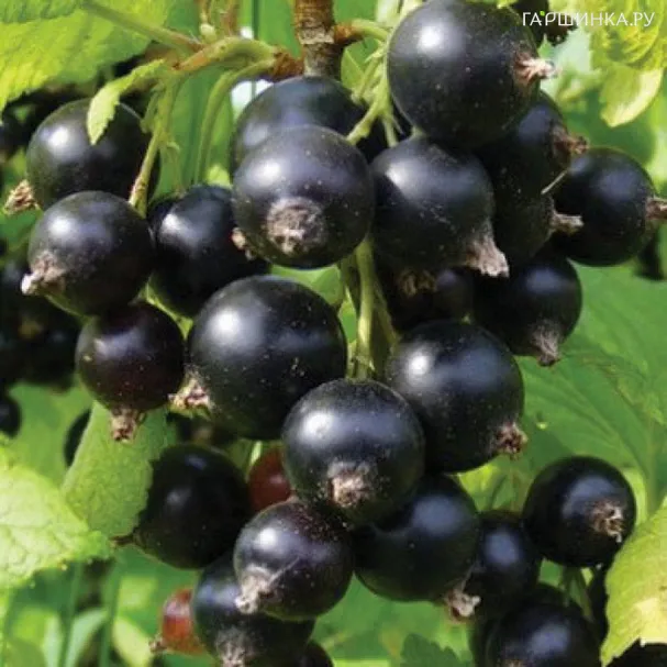 Смородина Десертная Огольцовой черная