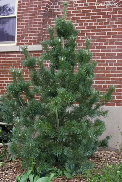 Сосна гибкая Вандервольфс Пирамид