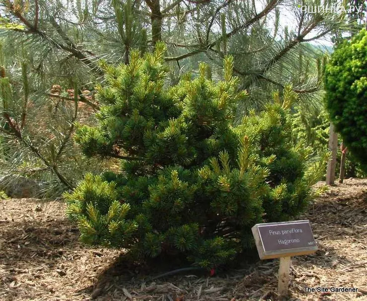 Сосна мелкоцветковая Хагоромо