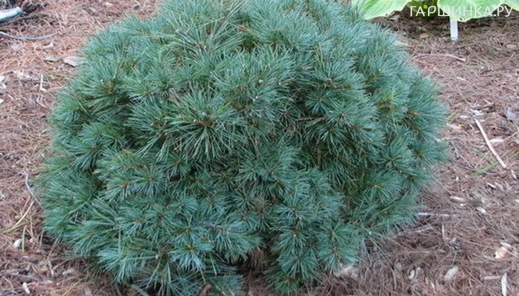 Сосна Веймутова Блу Шаг