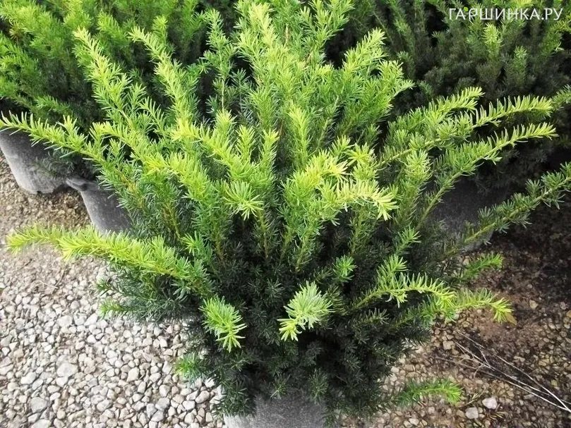 Тис средний Денсиформис