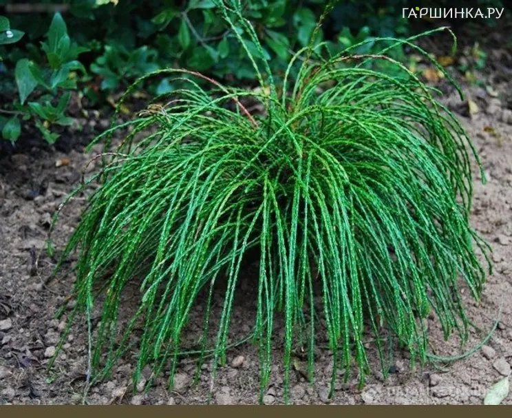 Туя Випкорд складчатая