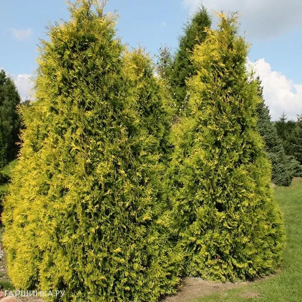 Туя западная Еллоу Риббон