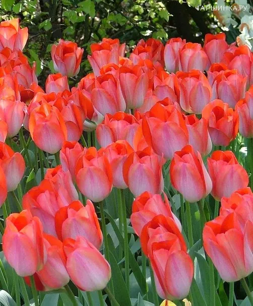 Тюльпан Биг Чиф (Большой начальник) 5шт