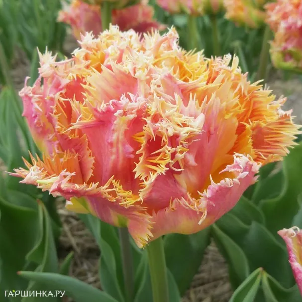 Тюльпан Эсприт махровый 4шт