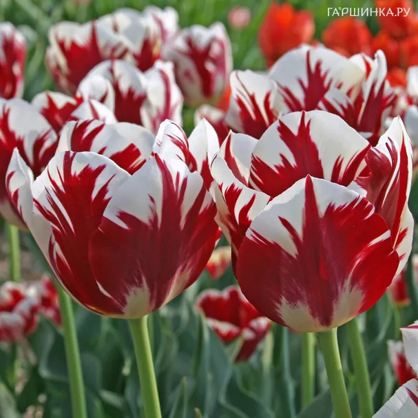 Тюльпан Гранд Перфекшн Триумф 5шт