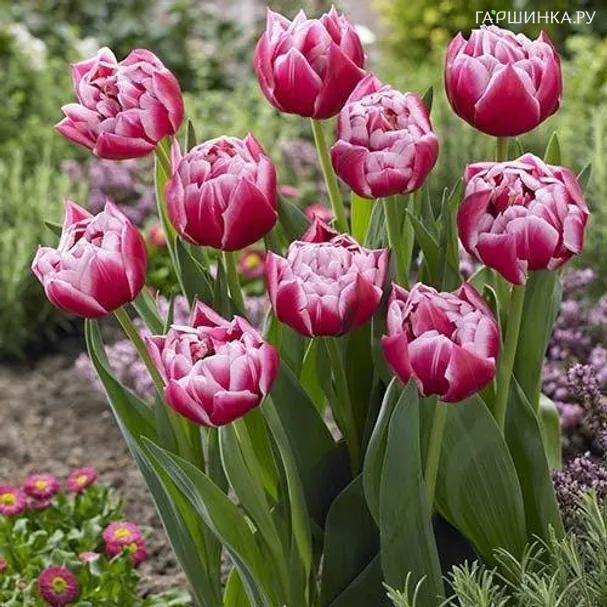 Тюльпан Колумбус махровый ранний 5шт