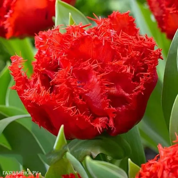 Тюльпан Лион Кинг бахромчатый 5шт.