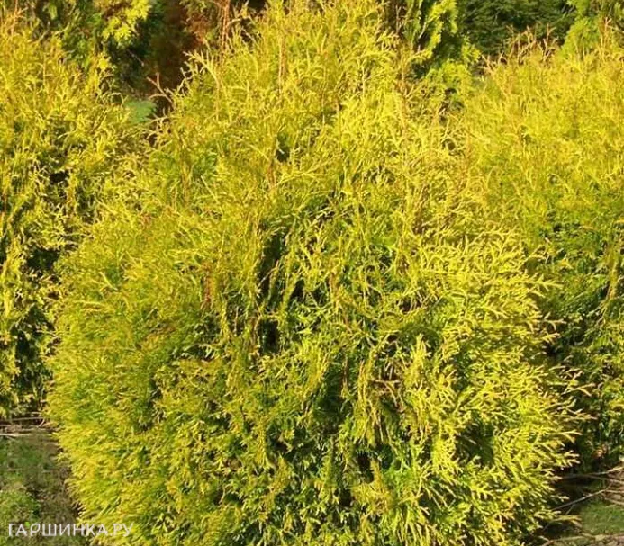 Туя западная Рейнголд