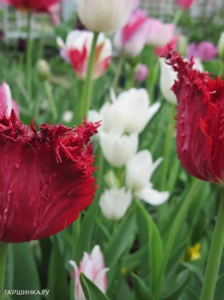 Тюльпан Барбадос бахромчатый 5шт