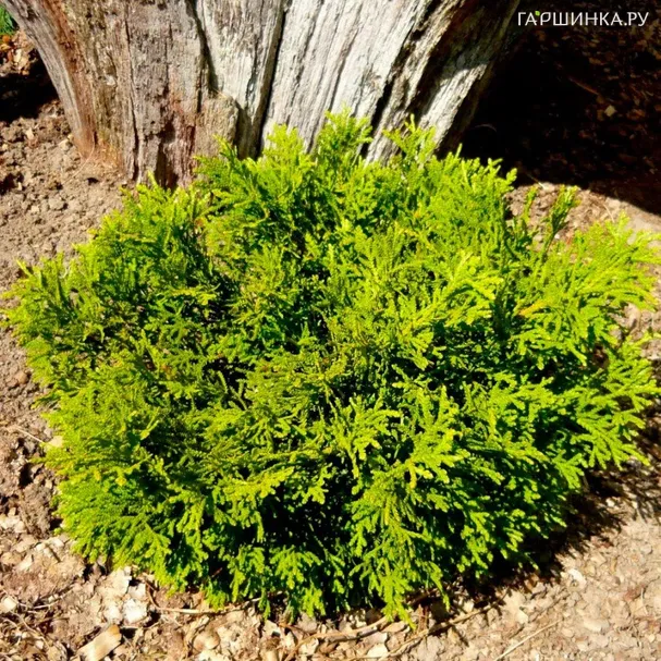 Туевик поникающий Нана