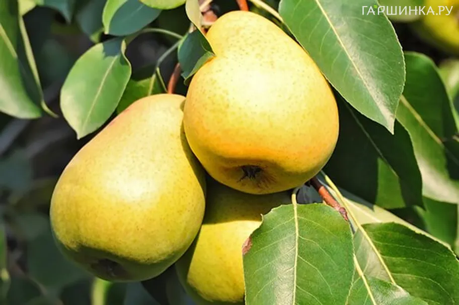 Груша Уралочка