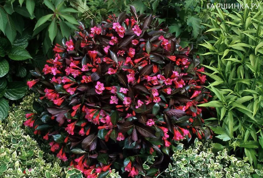 Вейгела Александра