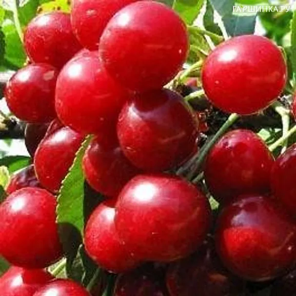 Вишня Олимпийская