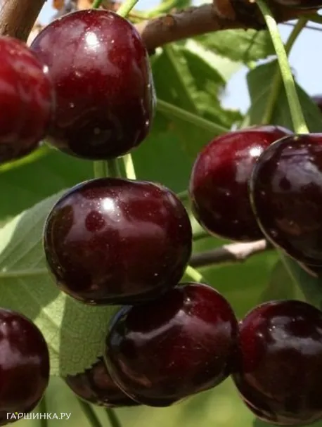 Вишня Харитоновская